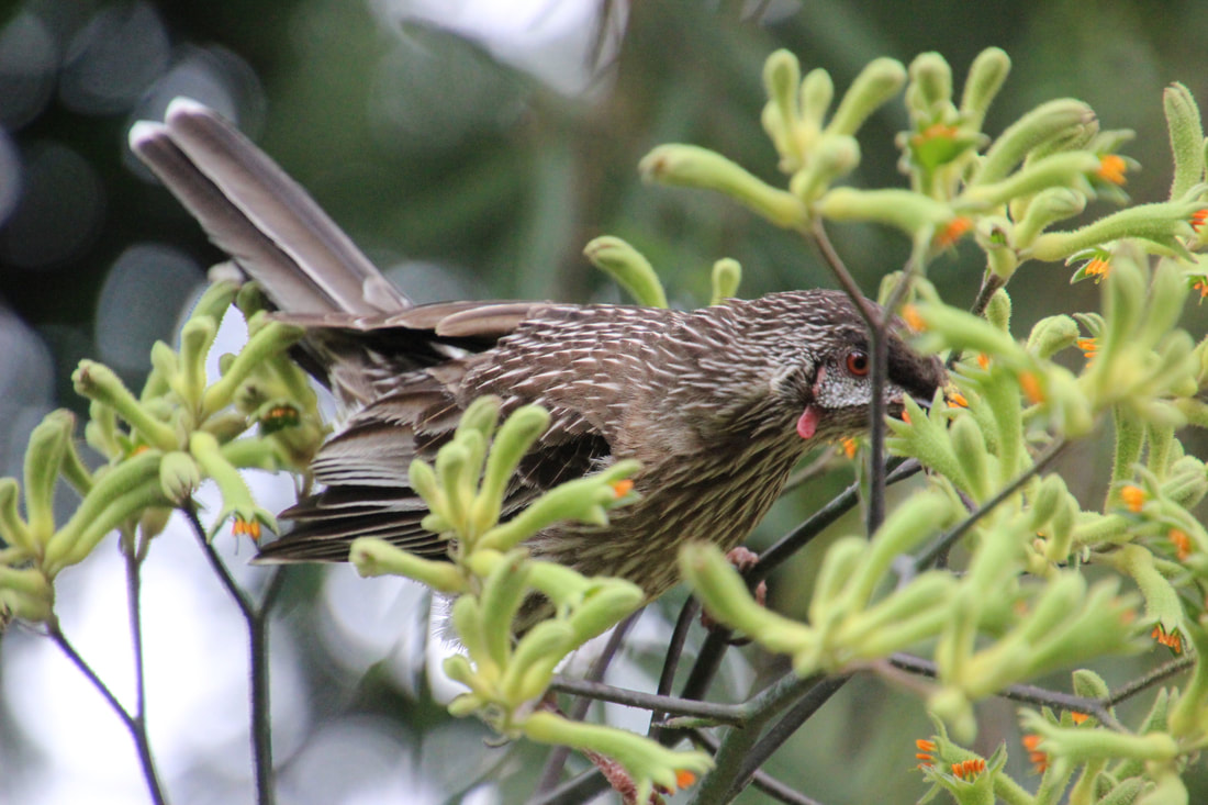 Photos Of The Wattle Bird Having A Party Amongst The Kangaroo Paws Wheelchair Wanderer Lou,Meatloaf Recipe Best